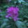 Kamrododendron_viragzas_036_217362_58390_t