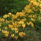 Kám,Rododendron virágzás 037
