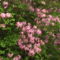 Kám,Rododendron virágzás 038