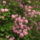 Kamrododendron_viragzas_038_217364_25935_t