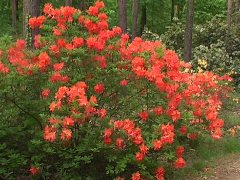Kám,Rododendron virágzás 039