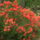 Kamrododendron_viragzas_039_217365_88213_t