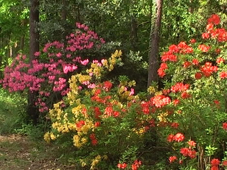 Kám,Rododendron virágzás 040