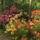 Kamrododendron_viragzas_040_217366_20111_t