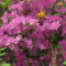 Kám,Rododendron virágzás 043