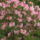 Kamrododendron_viragzas_044_217368_81216_t
