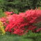 Kám,Rododendron virágzás 049