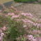 Kám,Rododendron virágzás 050