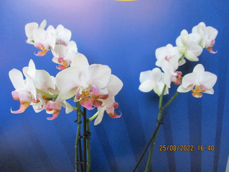 Phalaenopsis hybrid, lepkeorchidea hibrid 1