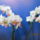 Phalaenopsis_hybrid_lepkeorchidea_hibrid_1-004_2170733_2907_t