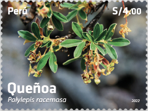 Polylepis racemosa