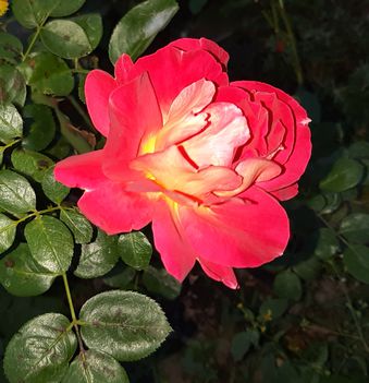 rózsa a kertünkből