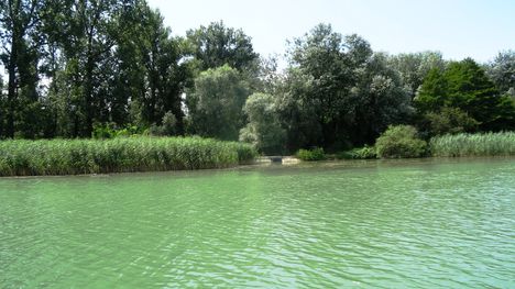 Tóthkalapi-ág vízbeeresztő műtárgya a Tejfalui mellékágrendszerben, Dunakiliti 2016. július 13.-án 5