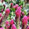 Bíbor here (Crimson clover Plant) virágai, Püski 2023.05.24-én
