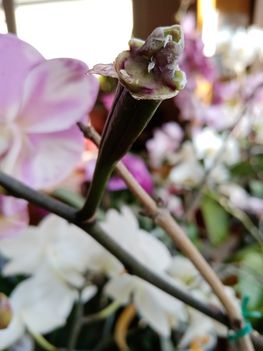 Magtok fejlődik az egyik lepkeorchideámon