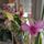 Dendrobium_phalaenopsis_2182702_5841_t