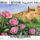 Rozsak_2182106_2172_t