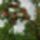Ez_egy_bergeron_barack_fa_2183459_7800_t
