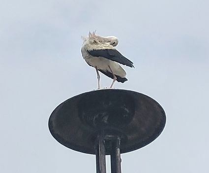 Fehér gólya tisztálkodik a sziréna oszlop tetején, Máriakálnok 2023.08.01 -én 1