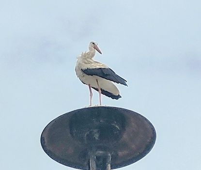 Fehér gólya tisztálkodik a sziréna oszlop tetején, Máriakálnok 2023.08.01 -én 2