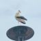 Fehér gólya tisztálkodik a sziréna oszlop tetején, Máriakálnok 2023.08.01 -én 2