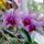 Mester_janos_orchideai_2183608_2865_t