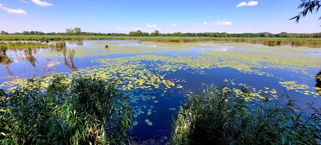 Szigetköz, a  Lipóti  Holt-Dunánál