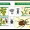 Gyógynövények és rovarok