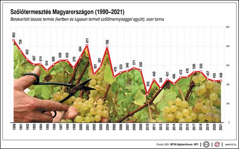 Szőlőtermesztés Mo.