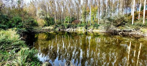 Macskaszem nevű tó, Győrzámoly 2023.10.17-én 1