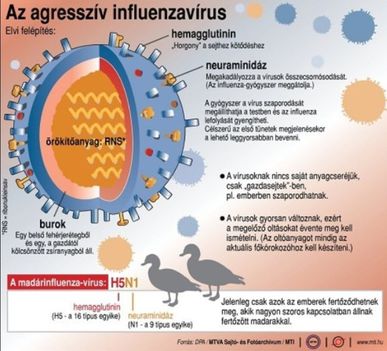 Madárinfluenza