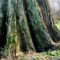 Felső-szigetköz legnagyobb törzsátméréjű fája