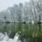 Hóval díszített az Aranyosszigeti erdő a Mosoni-Duna bal partján, Mosonmagyaróvár