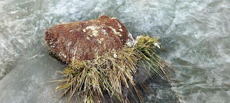 Madárpihenőhely, úszó láp jégbe fagyott zsombékja Lipót 2024.01.13-án