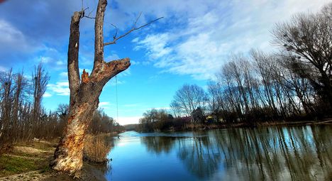 Mosoni-Duna folyó értékes idős. korhadt fával. Mosonmagyaróvár