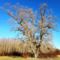 Szigetköz legnagyobb törzskerületű fája, Gyalapi rét, Ásványráró 2024.01.10 -én 1