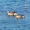 Greylag goose (Nyári lúd), vadludak  élnek a Lipóti  Holt-Dunánál, Szigetköz 2024.03.05
