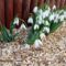 Pompás hóvirág (Galanthus elwesii) 