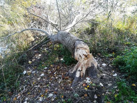 Hódrágás a Benda-ág jobb partján, Dunakiliti 2019.10.22.-én