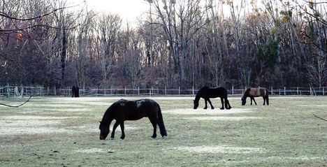 Legelésző lovak a  Marsowszky kastély melletti kertben, Máriakálnok 2016. december 29.-én 1