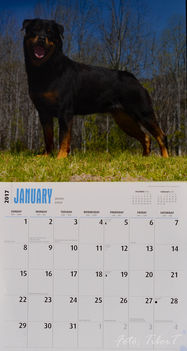 Rottweiler - Január