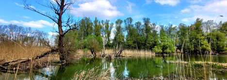 Szigetköz,  értékes  biotóp az Öregsziget belső "tó", Kisbodak  2023.04.04-én