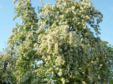 Virágzó akácfa