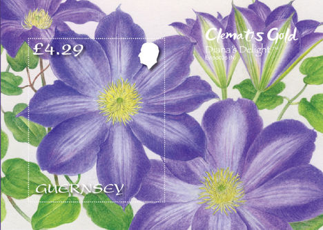Clematis Gold