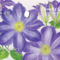 Clematis Gold