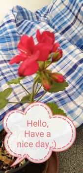 HELLO