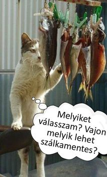 Melyiket válasszam !