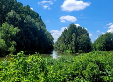 Mosoni-Duna partján a Kálnokszegi szigetnél