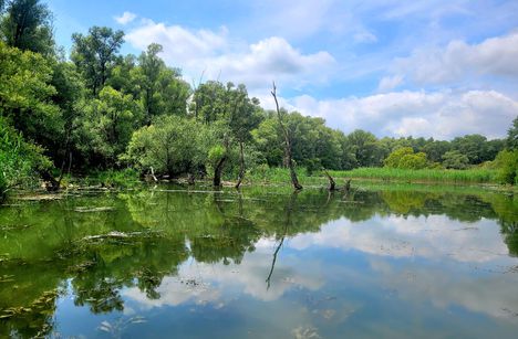 Nagyszerű vizes biotóp az Öregszigeti belső tó Kisbodakon