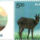 Nilgiri_tahr_2191719_9412_t